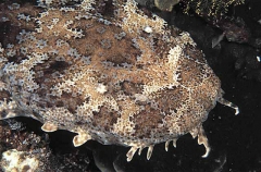 Ornate Wobbegong (Orectolobus ornatus)