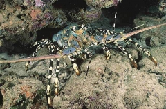 Ornate Rock Lobster (Panulirus ornatus)