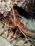 Western Rock Lobster (Panulirus cygnus)