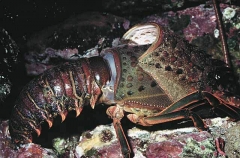 Californian Spiny Lobster (Panulirus interruptus)