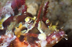 Papuan Scorpionfish (Scorpaenopsis papuensis)
