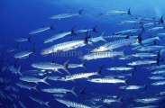 Blackfin Barracuda (Sphyraena genie)