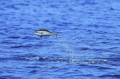 Skipjack Tuna (Katsuwonus pelamis)