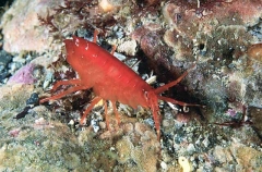 Red Amphipod (Eusirus sp.)