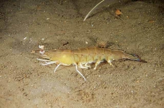 Western King Prawn (Penaeus latisulcatus)