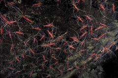 Red Prawns (Parhippolyte uveae)