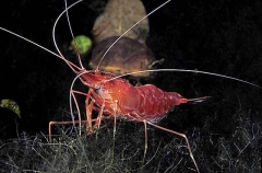 Red Prawn (Parhippolyte uveae)