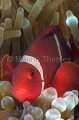 Spine-cheek Anemonefish (Premnas biaculeatus)