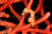 Pygmy Seahorse (Hippocampus denise)