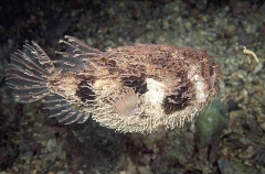 Tasselled Anglerfish (Rhycherus filamentosus)
