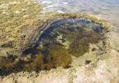 Rock pool at low tide showing various seaweed and kelp species.