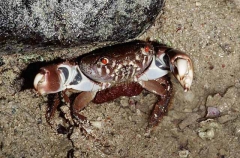 Red-eyed Rock Crab (Eriphia sebana)