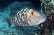 Sweetlip Emperor (Lethrinus miniatus)