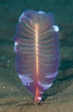 Sea Pen (Virgularia sp)
