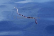 Yellow-bellied Sea Snake (Pelamis platurus)