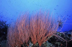 Red Whip Coral (Ellisella sp.)