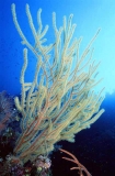 Yellow Whip Coral (Ellisella sp.)
