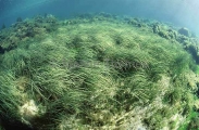 Sea Grass (Zostera sp.)