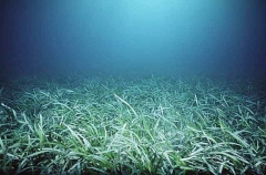 Southern Sea Grass (Zostera capricorni)