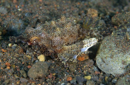 Short Dragonfish (Eurypegasus draconis)