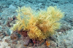 Seaweed (Hypnea cervicornis)