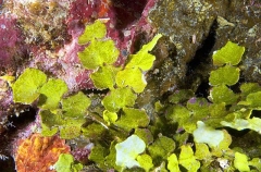 Halimeda Coralline Alage (Halimeda sp.)