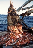 Emptying trawl net of catch from continental shelf.