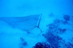 Trawl net being dragged near coral reef.