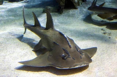 Shark Ray (Rhina ancylostoma)