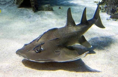 Shark Ray (Rhina ancylostoma)