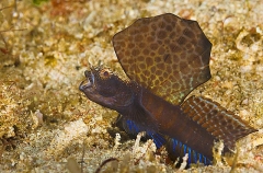 Magnificent Shrimp Goby (Flabelligobius sp.)