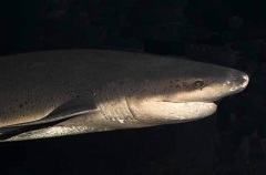 Bluntnose Sixgill Shark (Hexanchus griseus)