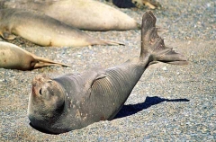 Southern Elephant Seal (Mirounga leonina)