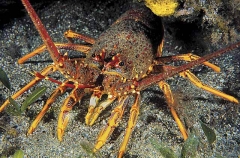 Southern Rock Lobster (Jasus edwardsii)