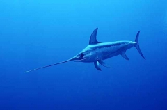 Broadbill Swordfish (Xiphias gladius)