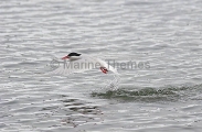 Arctic Tern (Sterna paradisaea)