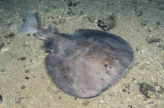 Short-tailed Torpedo Ray (Torpedo macneilli)