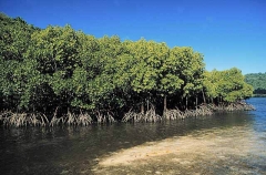 Mangroves (Rhizophora stylosa)