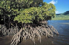 Mangroves (Rhizophora stylosa)