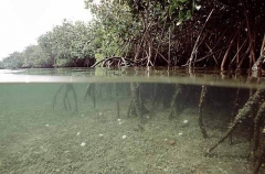 Split shot of mangroves in estuary showing root stucture above and below water.