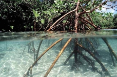 Split shot of mangroves in estuary showing root stucture above and below water.