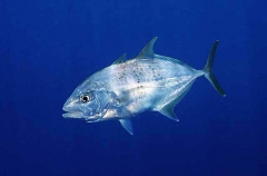 Brassy Trevally (Caranx papuensis)