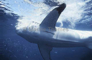 Great White Shark (Carcharodon carcharias)