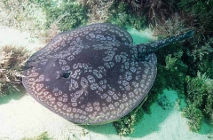 Circular Stingaree (Urolophus circularis)