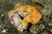 Rainbow Sea Star (Lethasterias nanimensis)