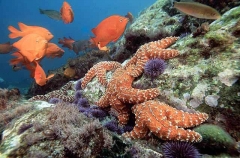 Ochre Sea Stars (Pisaster ochraceus)