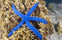 Variable Sea Star (Linckia laevigata)