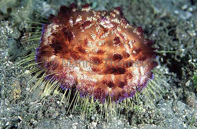 Fire Urchin (Asthenosoma varium) Venomous spines inflict severe pain ...