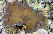 Merten's Sea Anemone (Stichodactyla mertensii)
