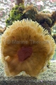 Magnificent Sea Anemone (Heteractis magnifica)